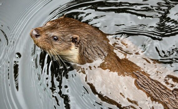 otter water marten water swim 7307280