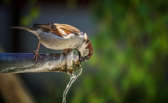 sparrow masculine bird drink 5231301